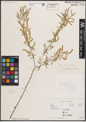Foto von Salix capusii Franch.